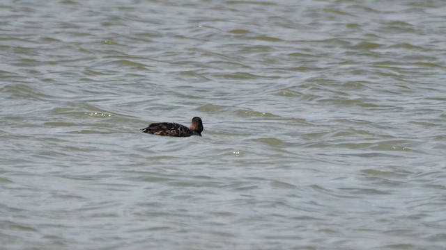 Common Scoter - ML624222356