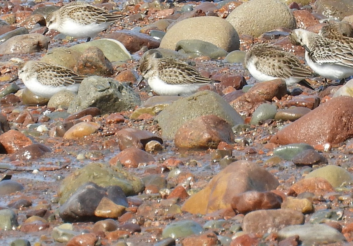 Semipalmated Sandpiper - ML624222357