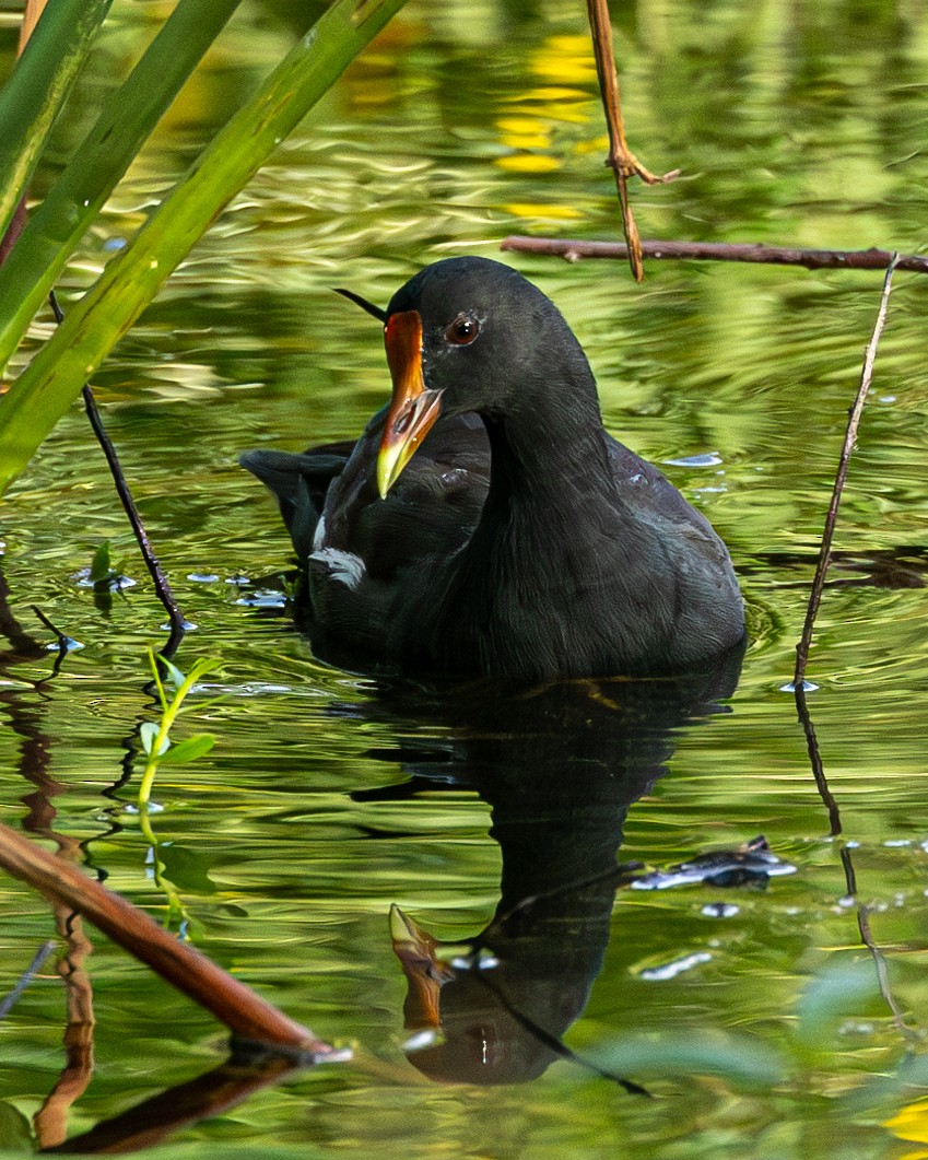 Common Gallinule - ML624222359