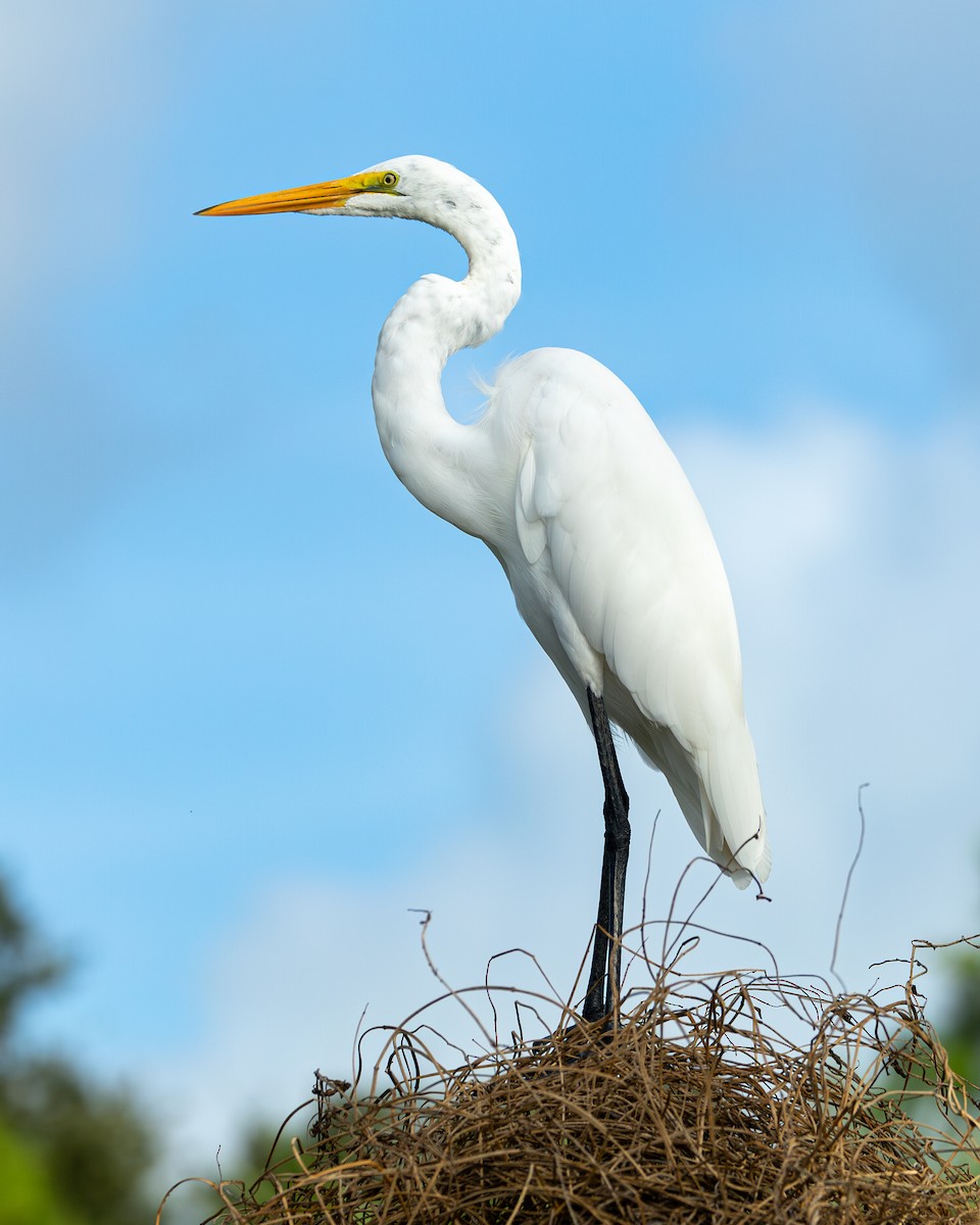 Great Egret - ML624222360