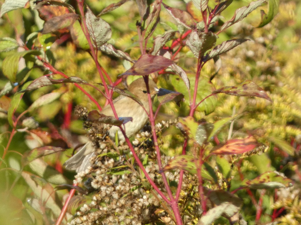 Indigo Bunting - ML624222361