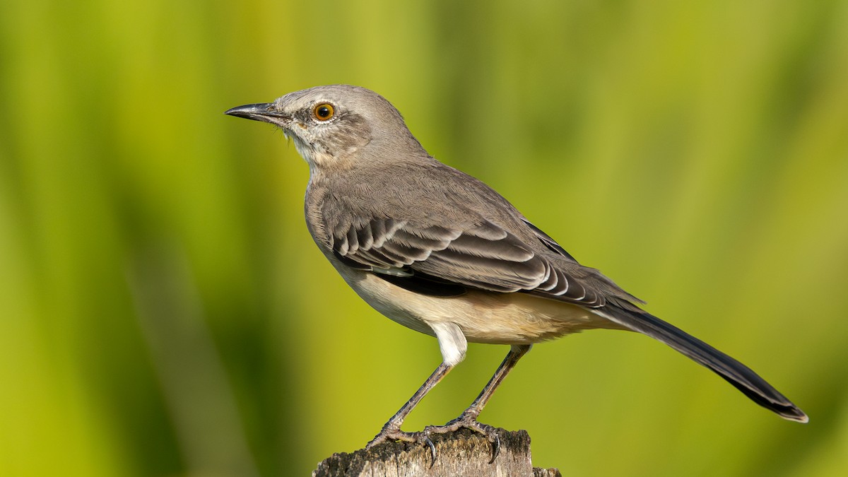 Northern Mockingbird - Slav Karach