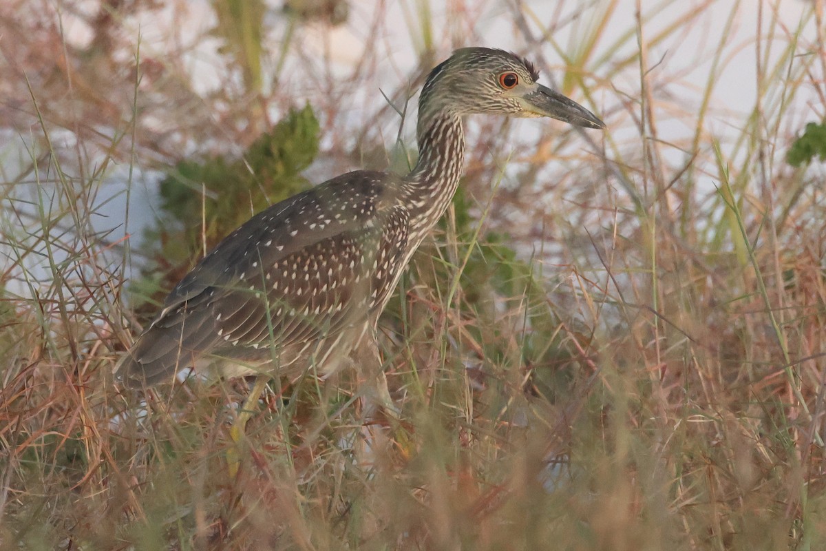 Yellow-crowned Night Heron - Jim Anderton