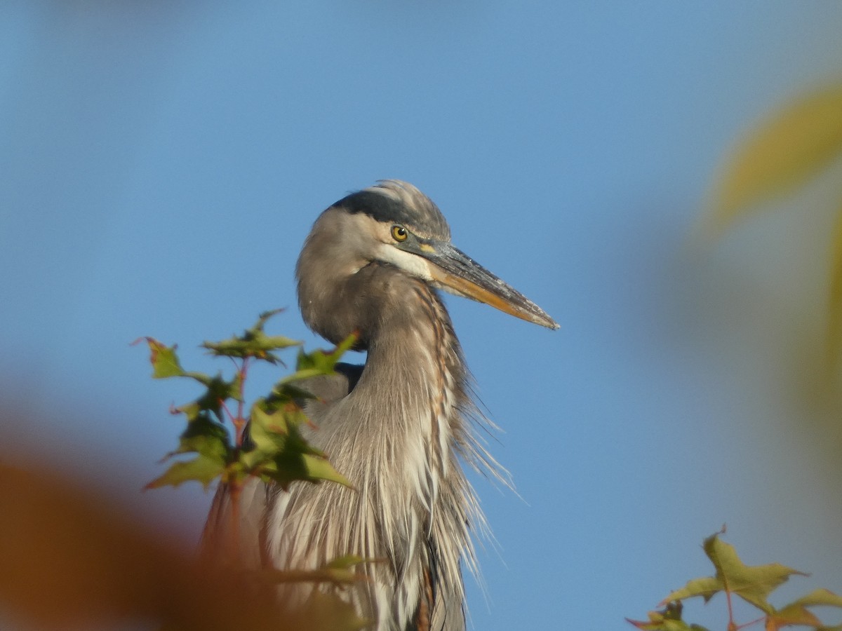 Great Blue Heron - ML624222367