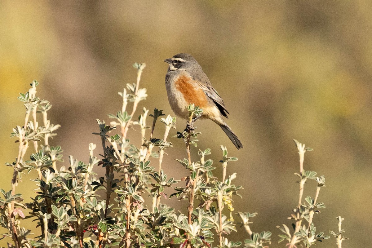 Rufous-sided Warbling Finch - ML624222368