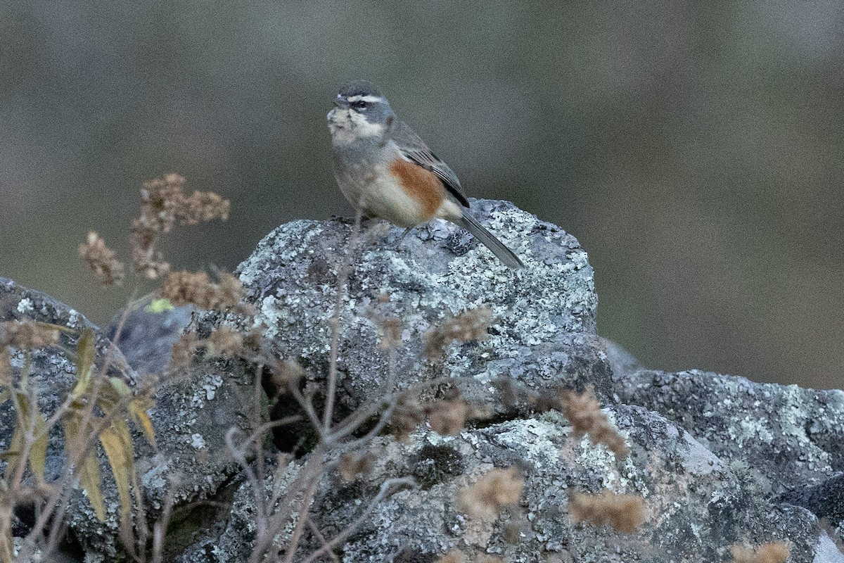 Rufous-sided Warbling Finch - ML624222370