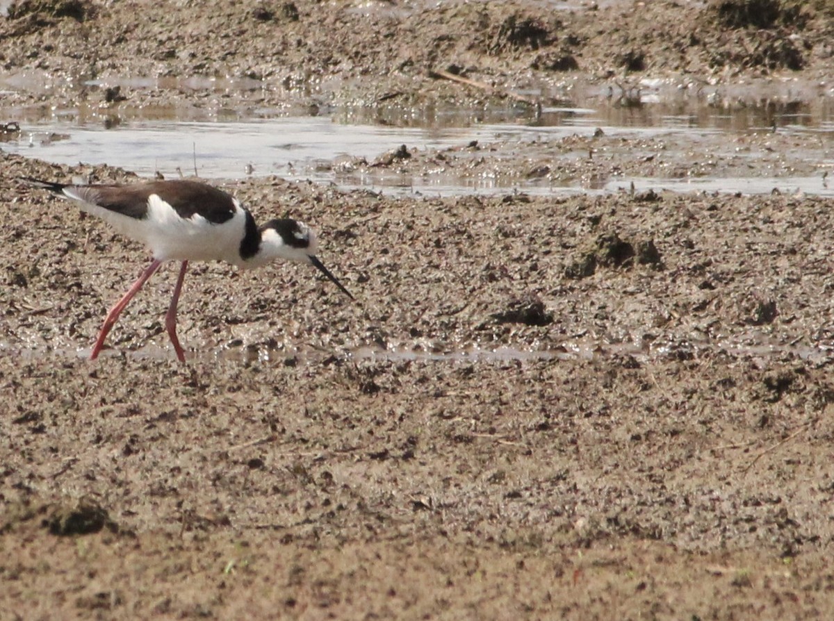 Black-necked Stilt - ML624222371