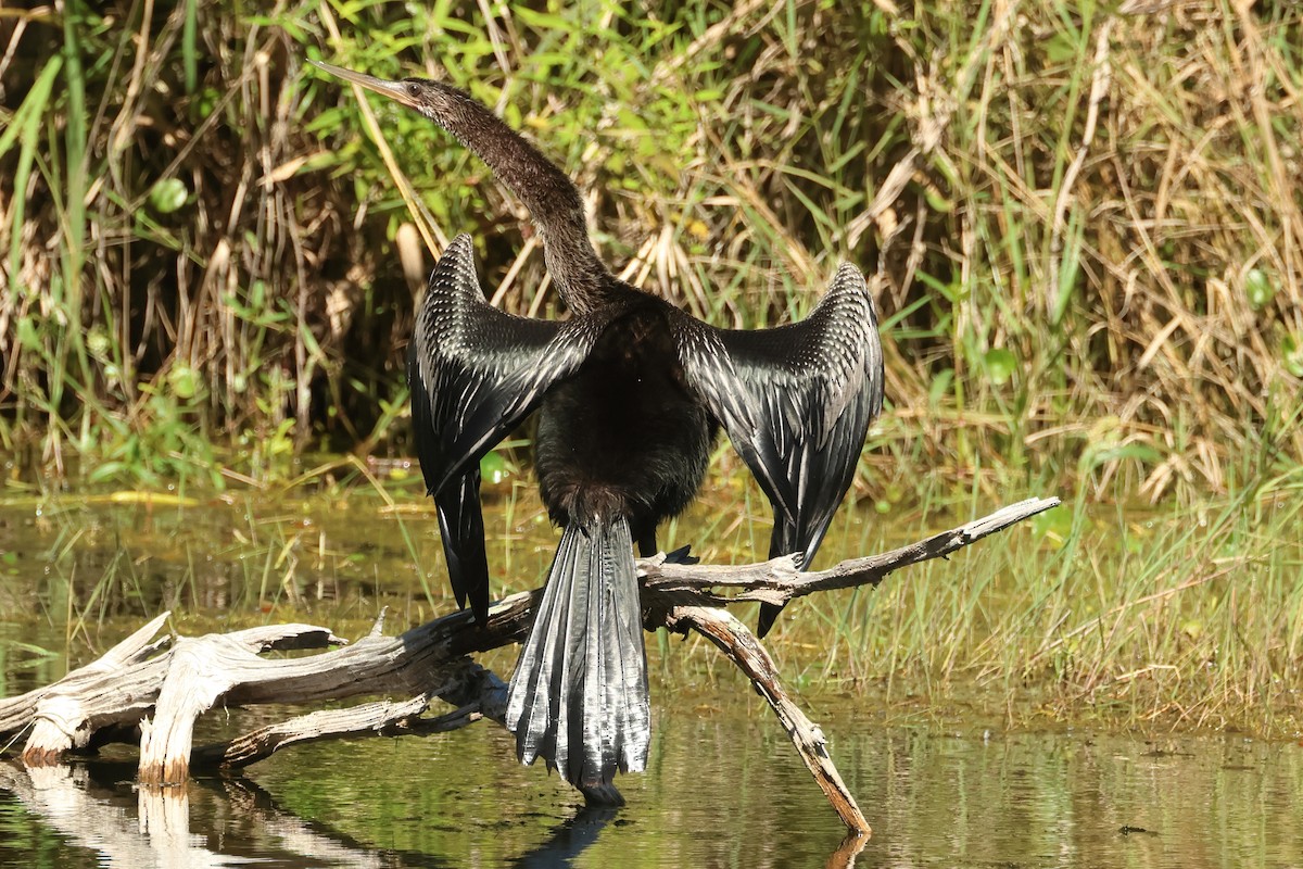 Anhinga - ML624222372