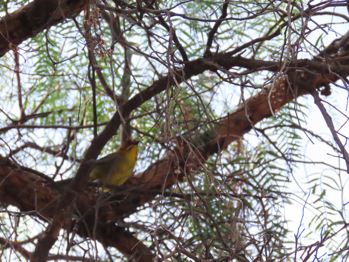 Fulvous-headed Brushfinch - ML624222373