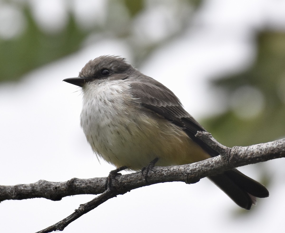 Vermilion Flycatcher - ML624222374