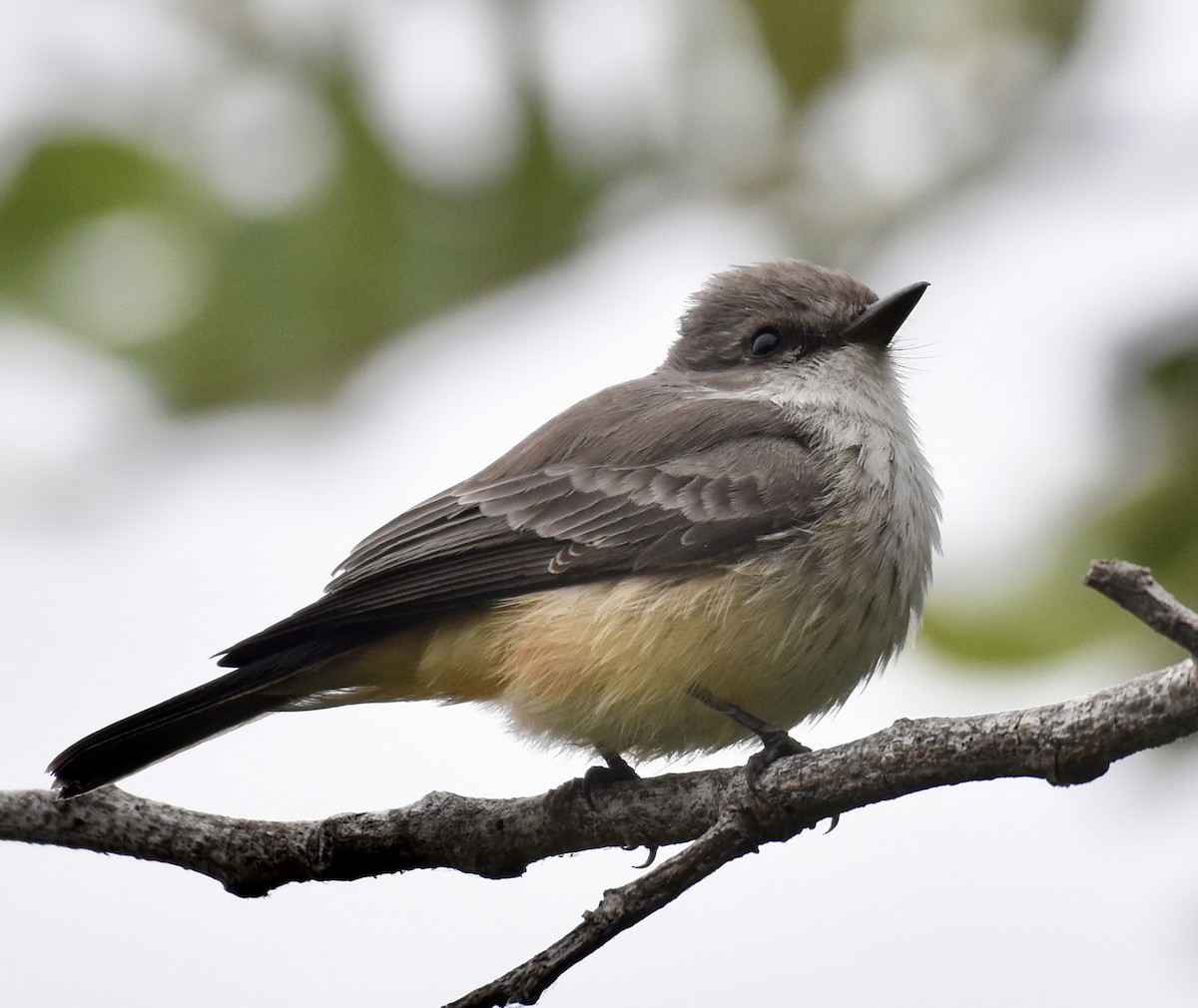 Vermilion Flycatcher - ML624222376