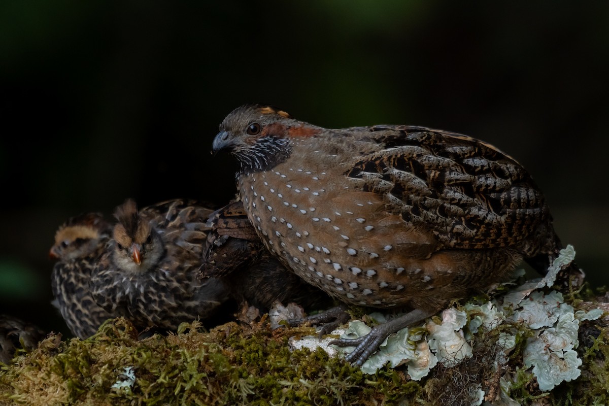 Spotted Wood-Quail - Gustavo Rojas