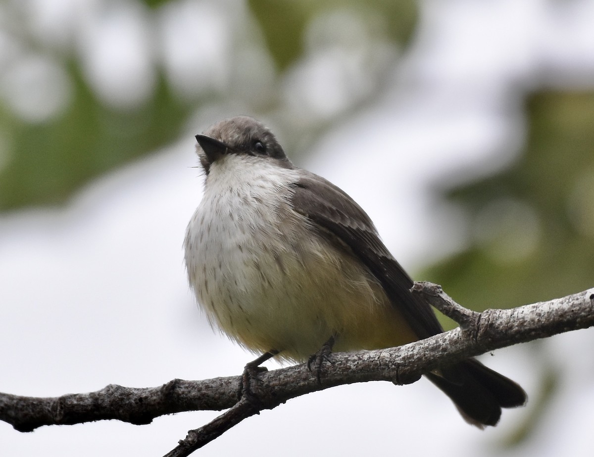 Vermilion Flycatcher - ML624222383