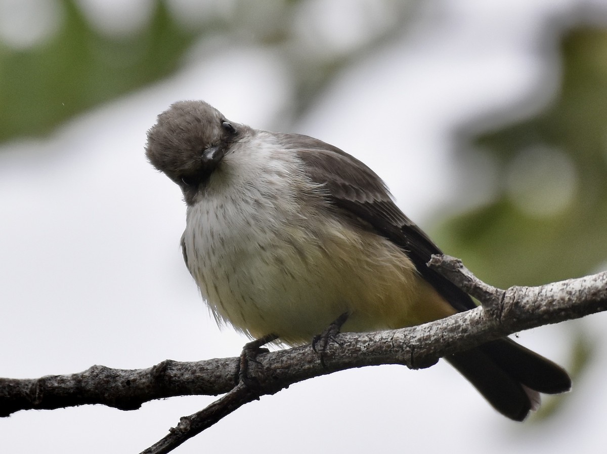 Vermilion Flycatcher - ML624222384