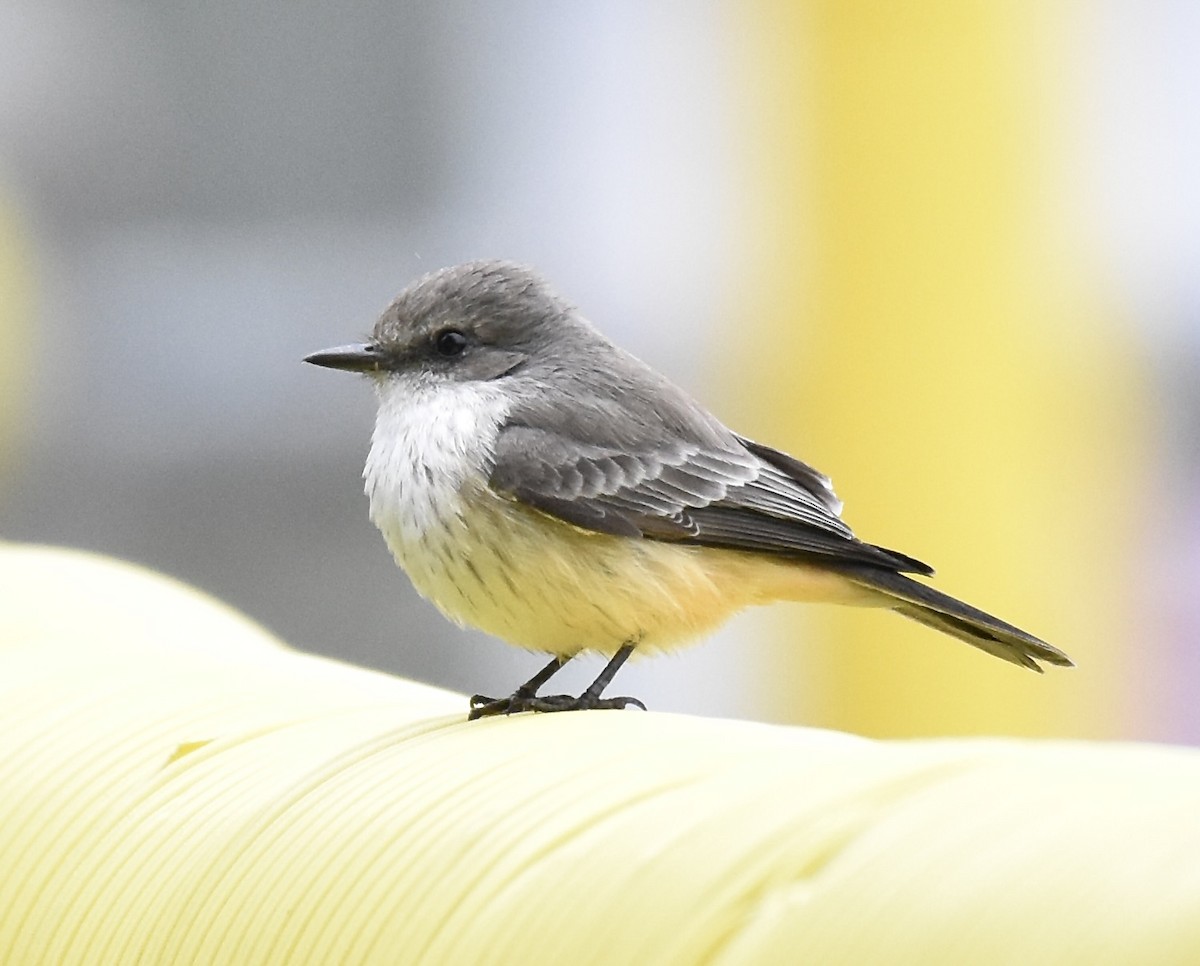 Vermilion Flycatcher - ML624222385