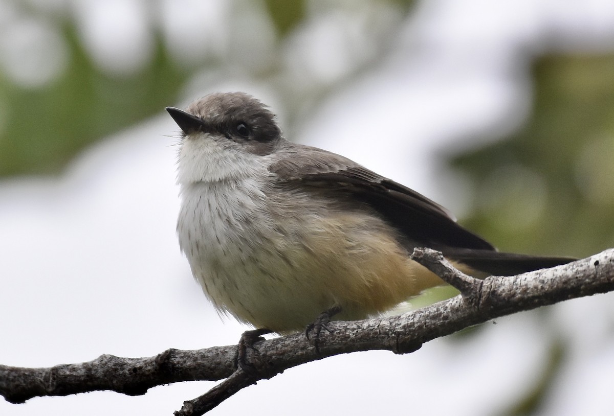 Vermilion Flycatcher - ML624222386