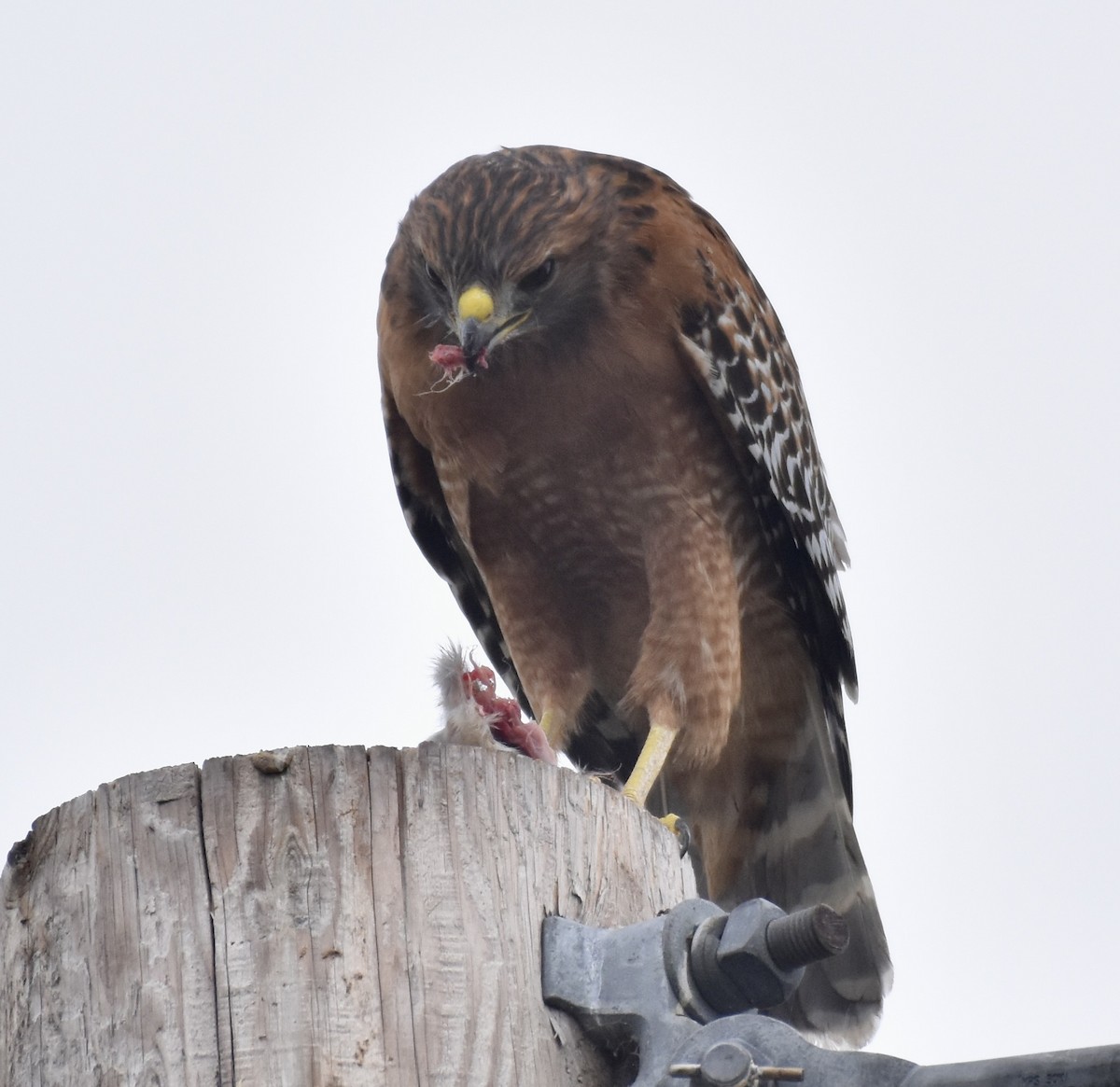 Red-shouldered Hawk - ML624222389