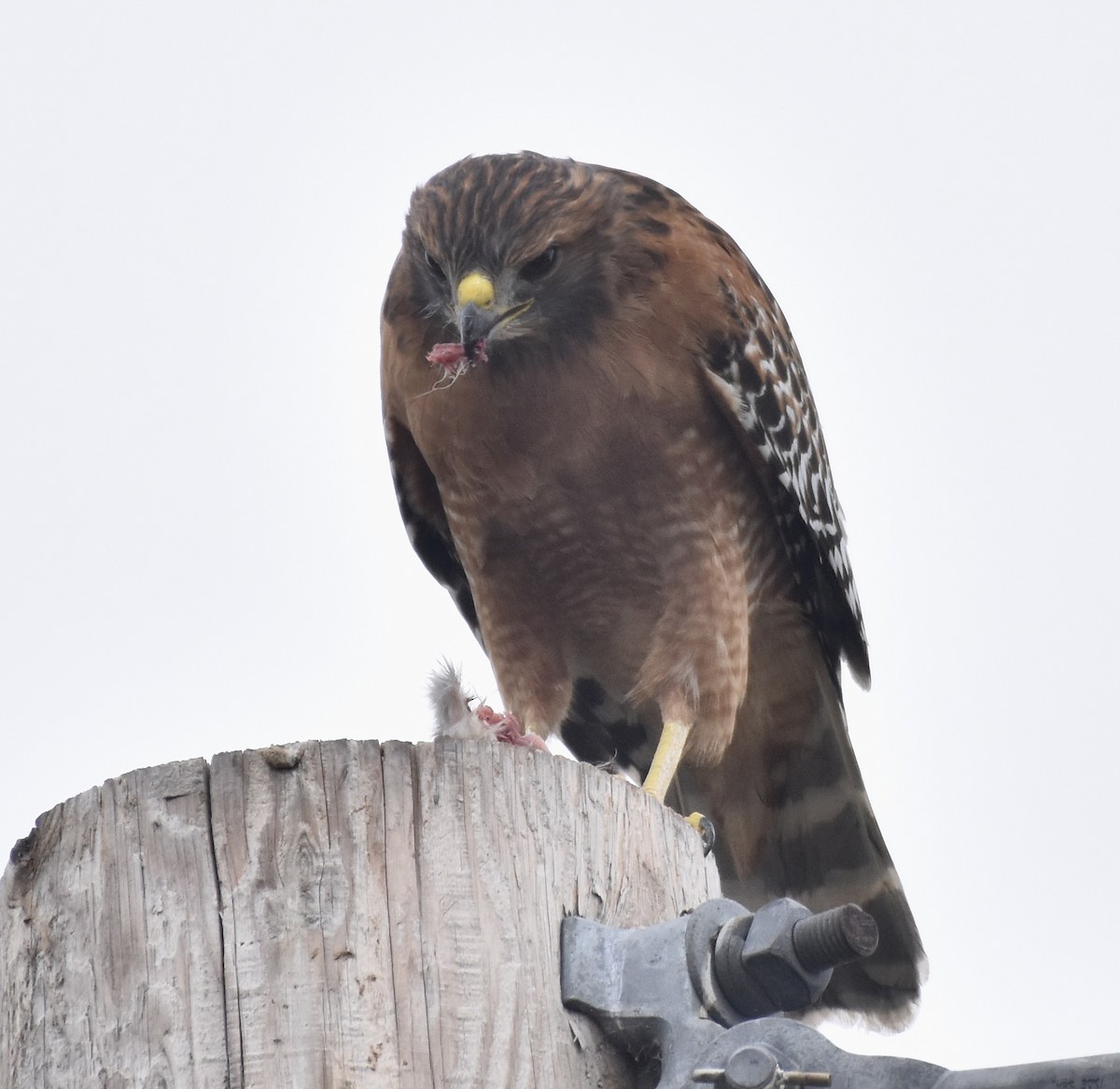 Red-shouldered Hawk - ML624222390