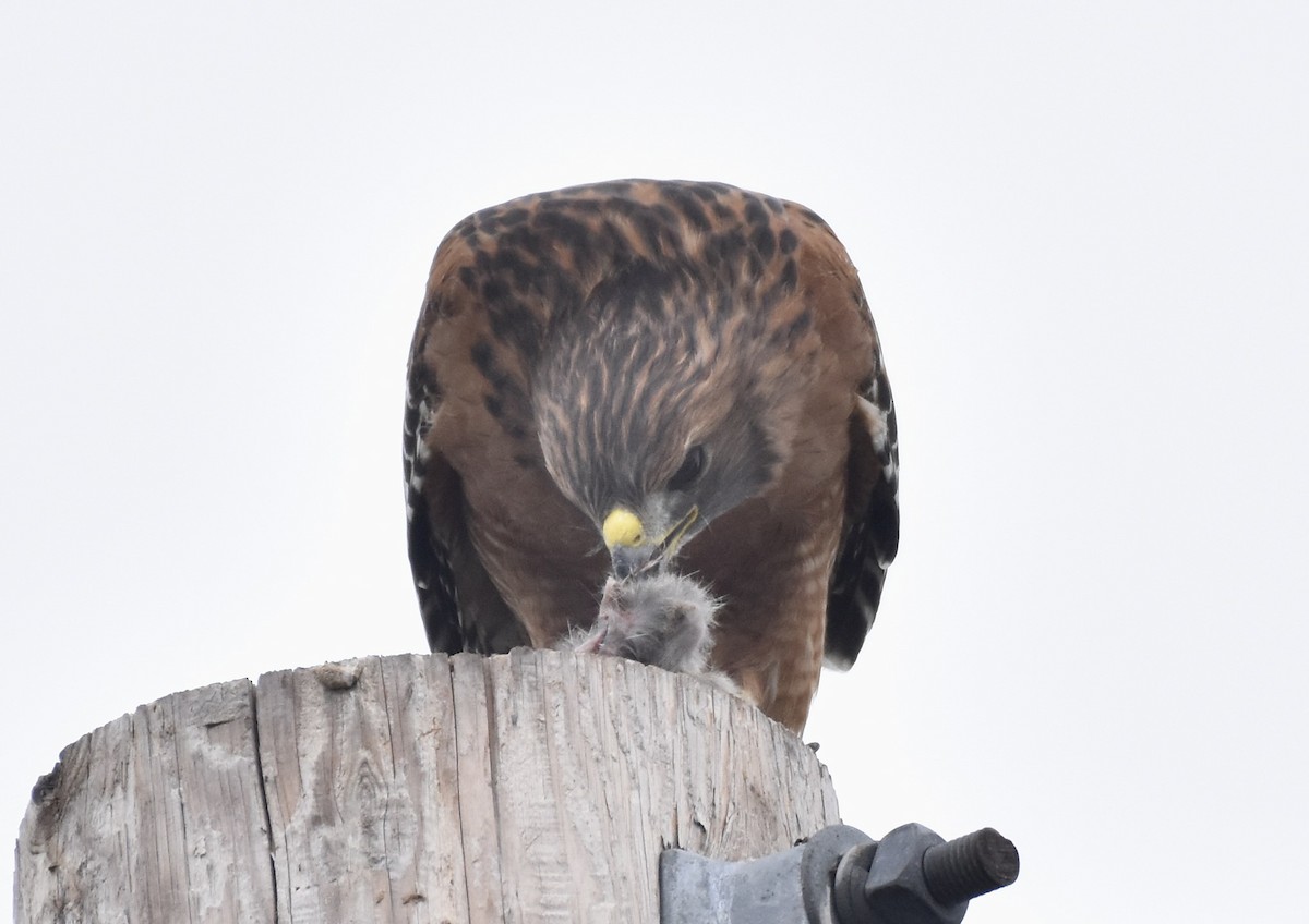 Red-shouldered Hawk - ML624222391