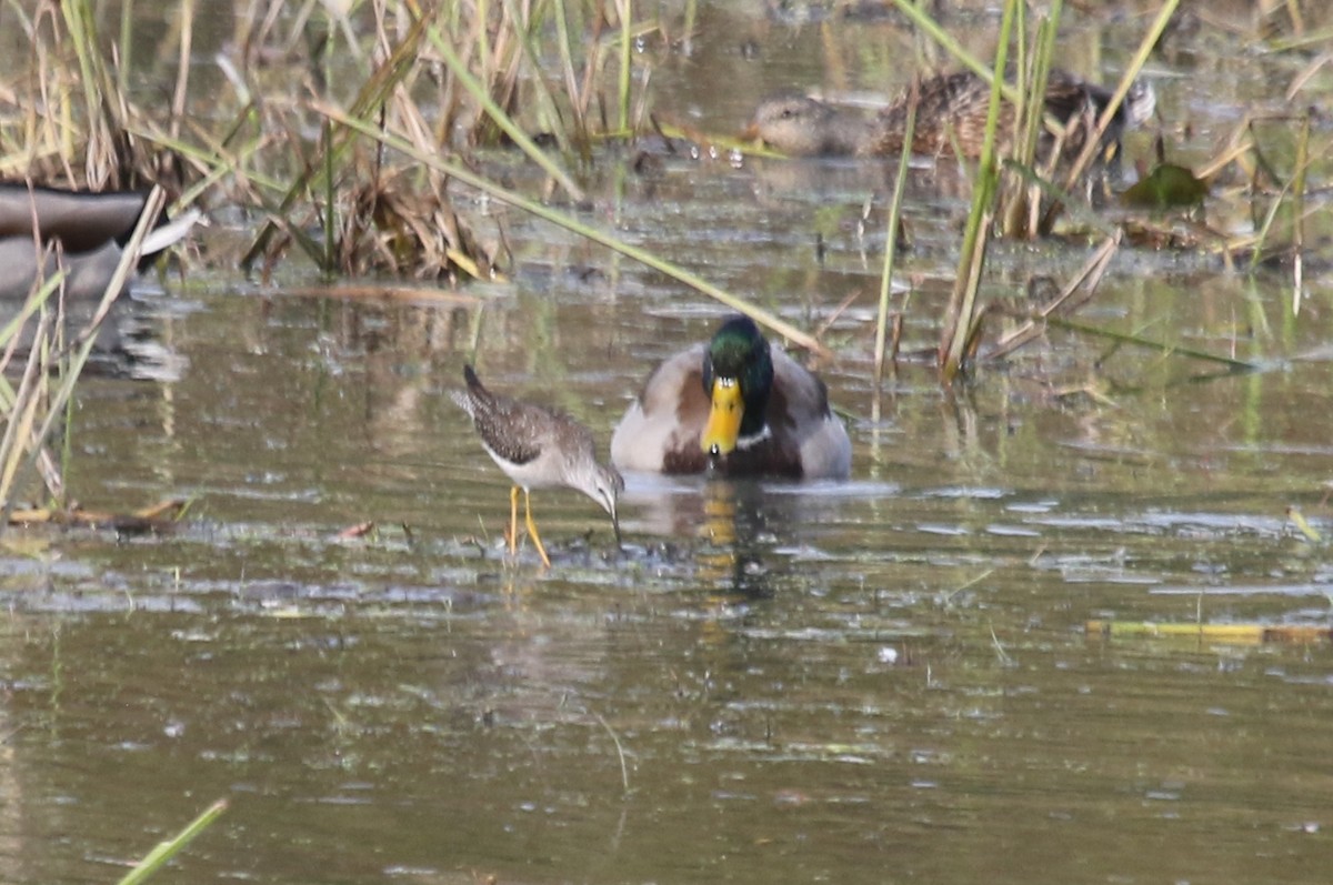 gulbeinsnipe - ML624222398