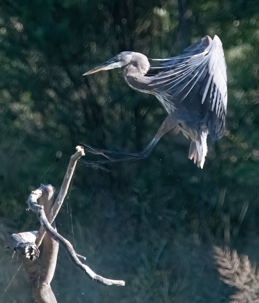 Great Blue Heron - ML624222408