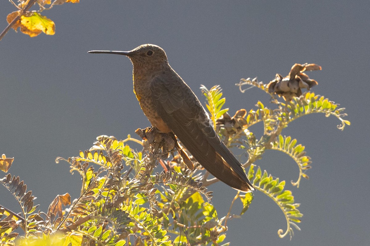 Colibri géant - ML624222421