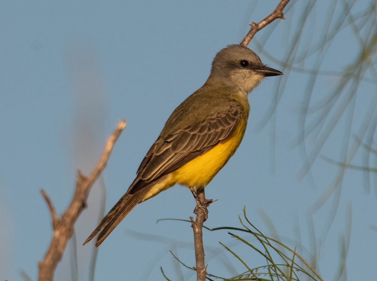 Couch's Kingbird - Pat Tomsho