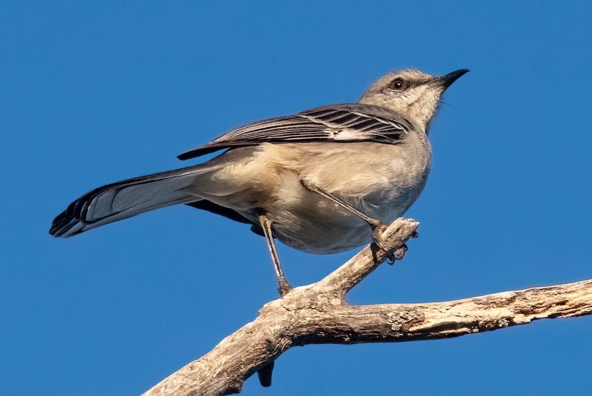 Northern Mockingbird - Pat Tomsho