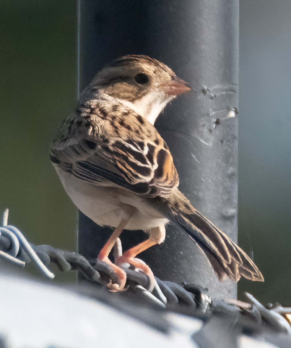 Clay-colored Sparrow - ML624222433