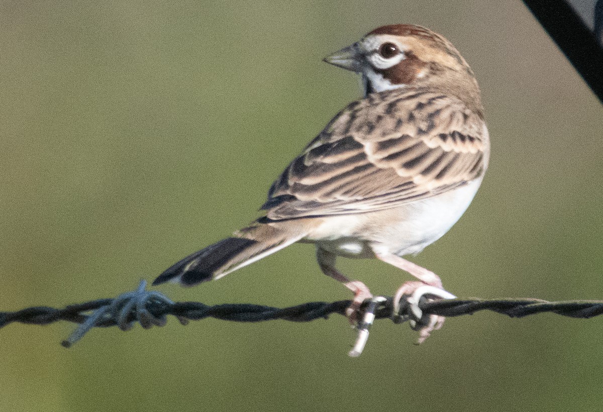 Lark Sparrow - ML624222436