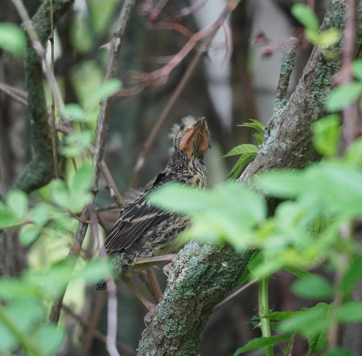 Red-winged Blackbird - ML624222442