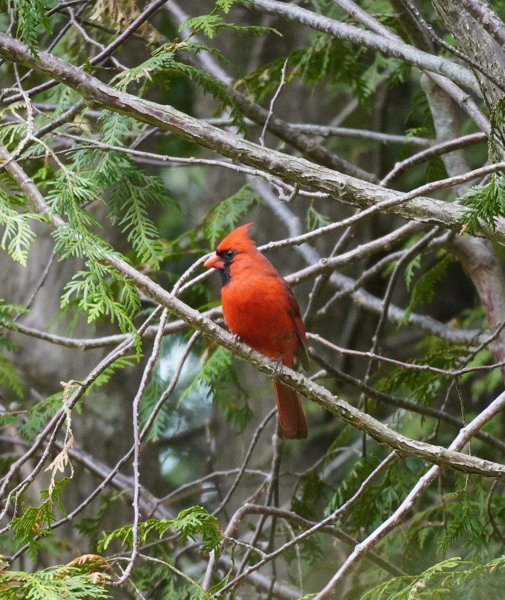 Northern Cardinal - ML624222444