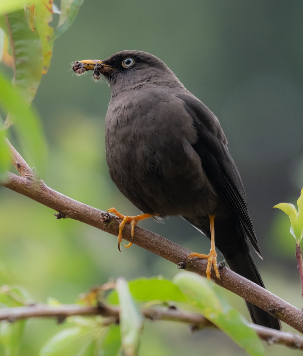 Sooty Thrush - ML624222445