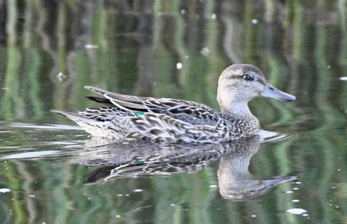 Green-winged Teal - ML624222450