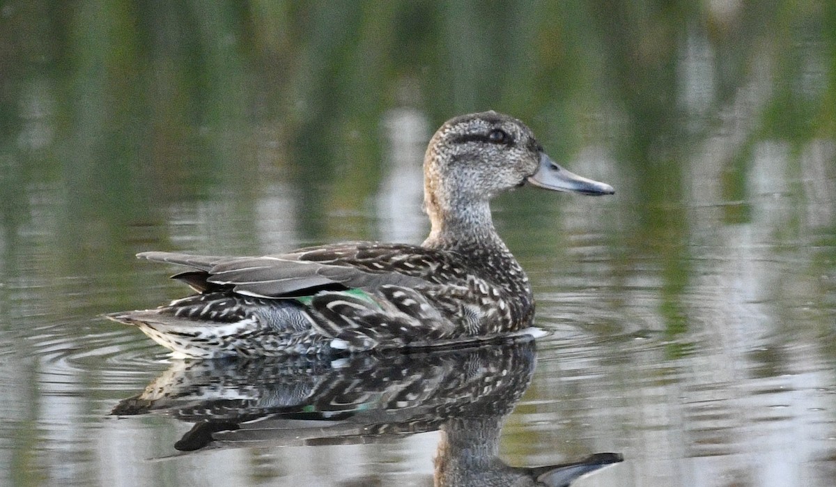 Green-winged Teal - ML624222451