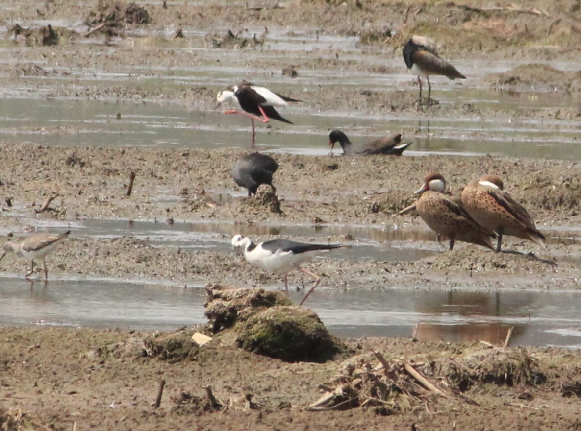 White-cheeked Pintail - ML624222452