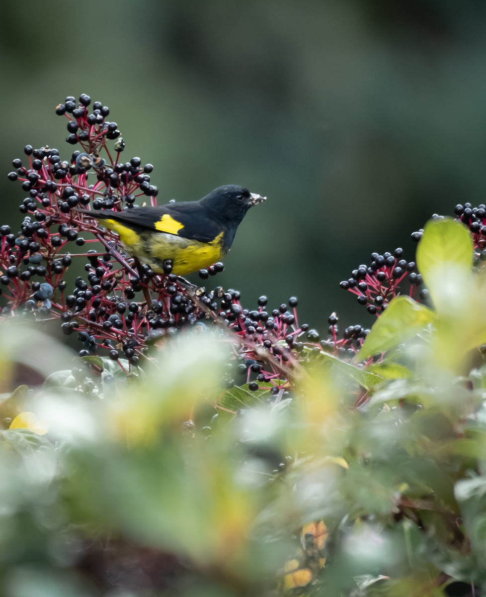 Yellow-bellied Siskin - ML624222455