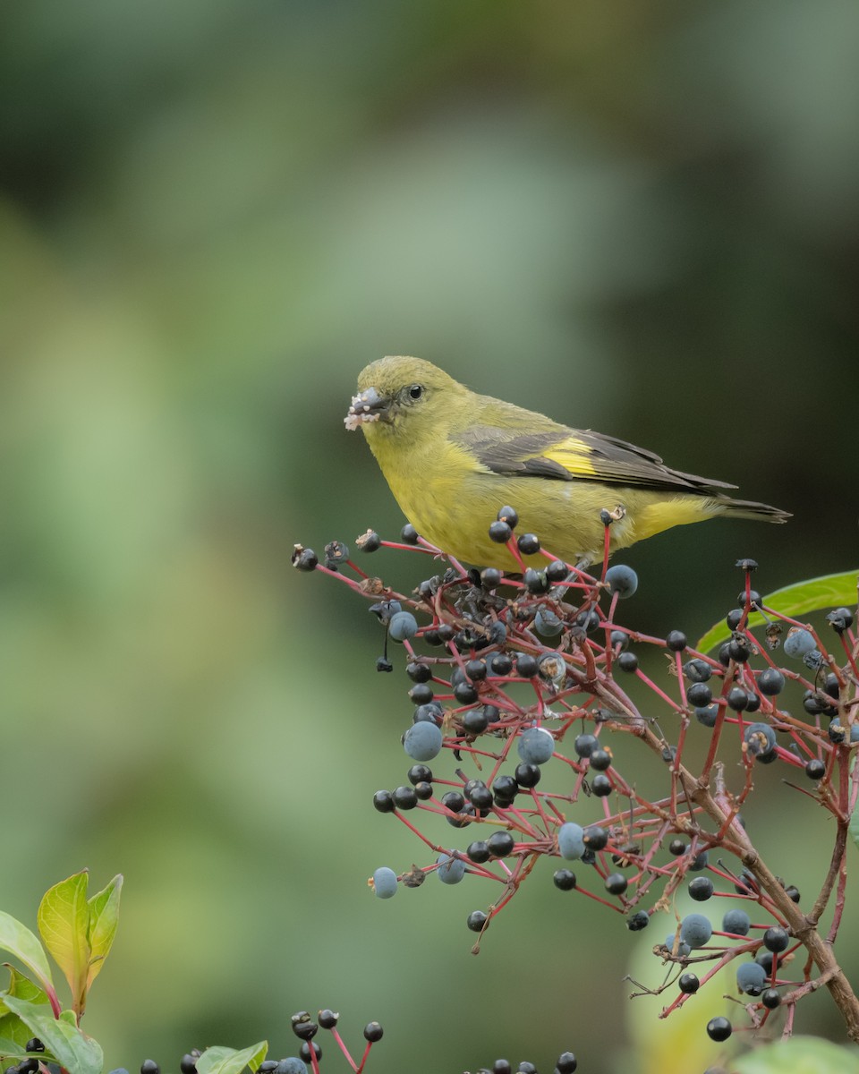 Yellow-bellied Siskin - ML624222456