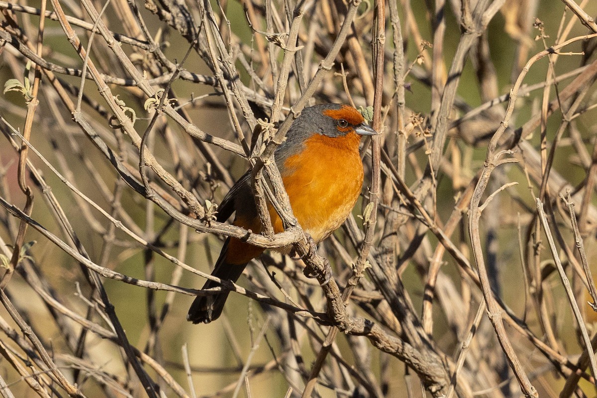 Cochabamba Mountain Finch - Eric VanderWerf