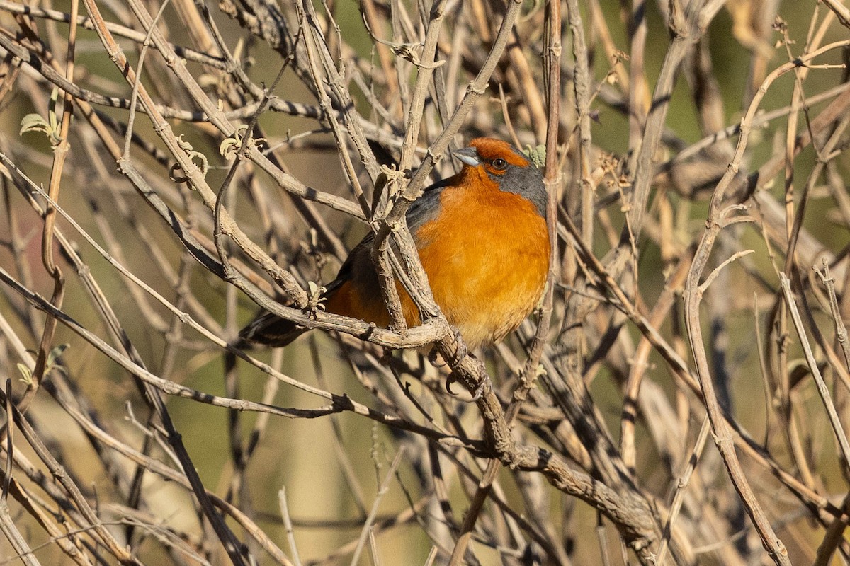 Cochabamba Mountain Finch - ML624222469