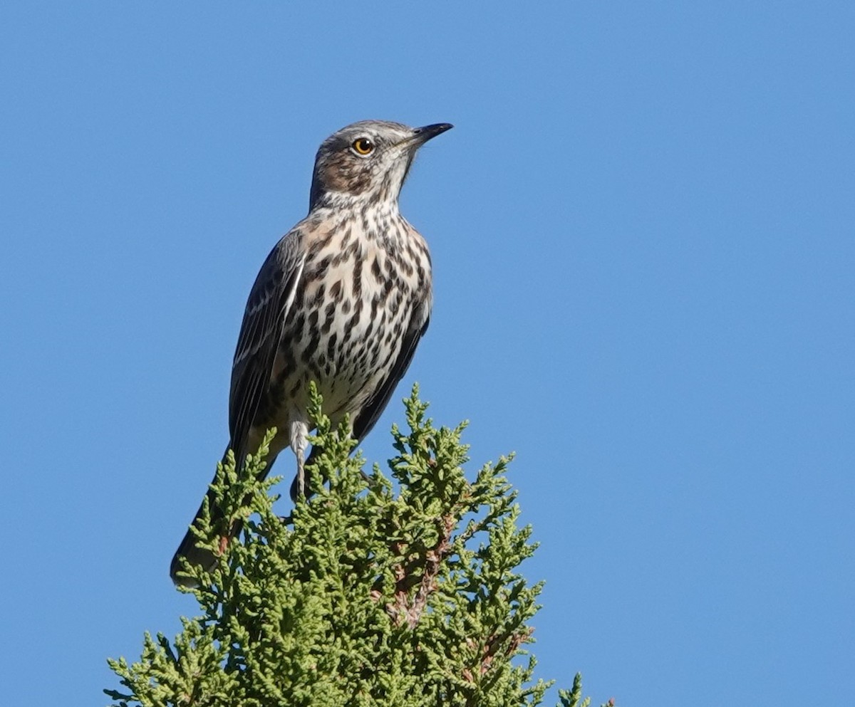 Sage Thrasher - Rene Laubach