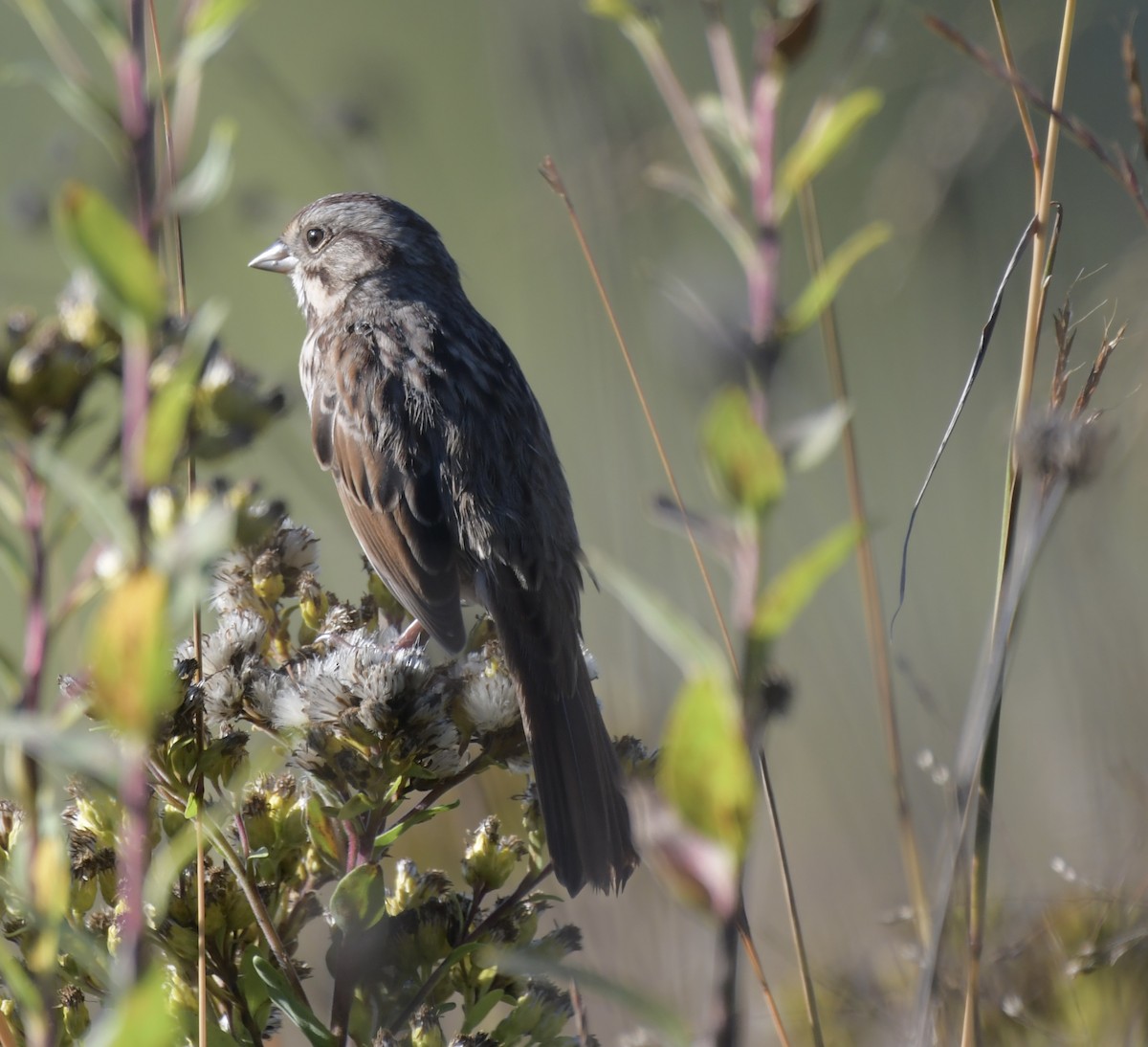 Song Sparrow - Erin LeFevre