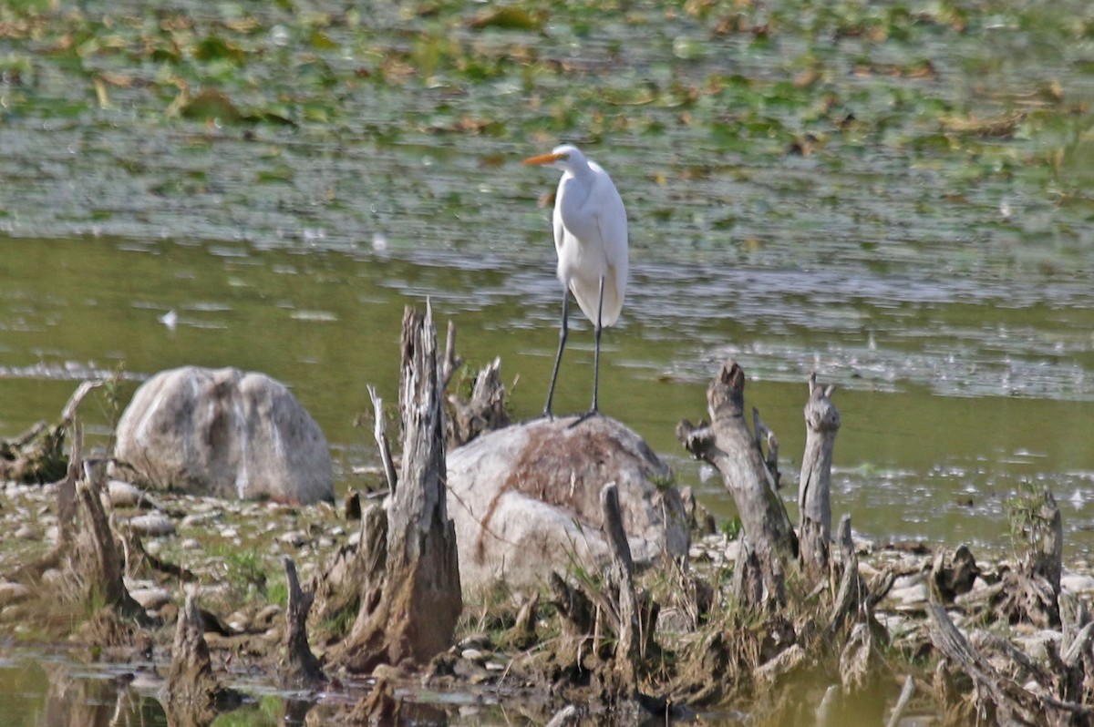 Great Egret - ML624222473