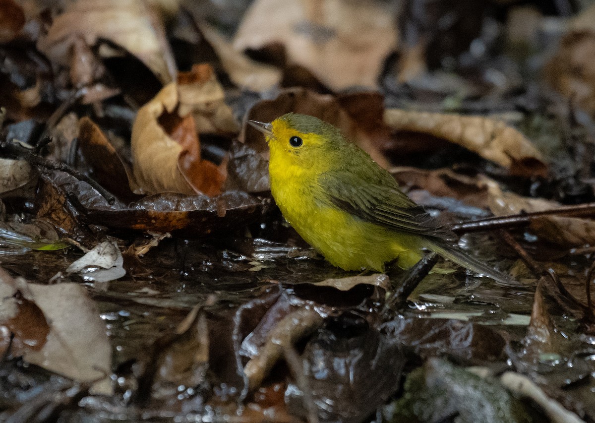 Wilson's Warbler - ML624222477