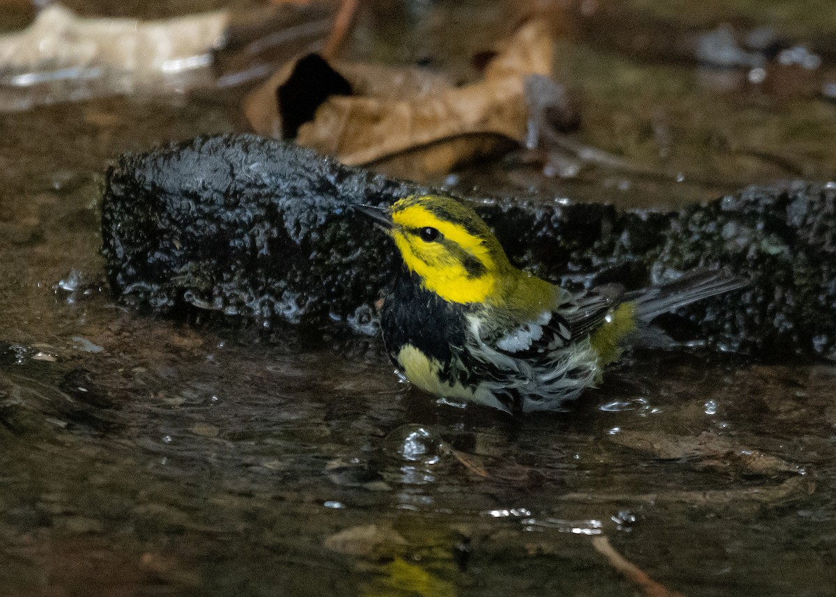 Black-throated Green Warbler - ML624222478