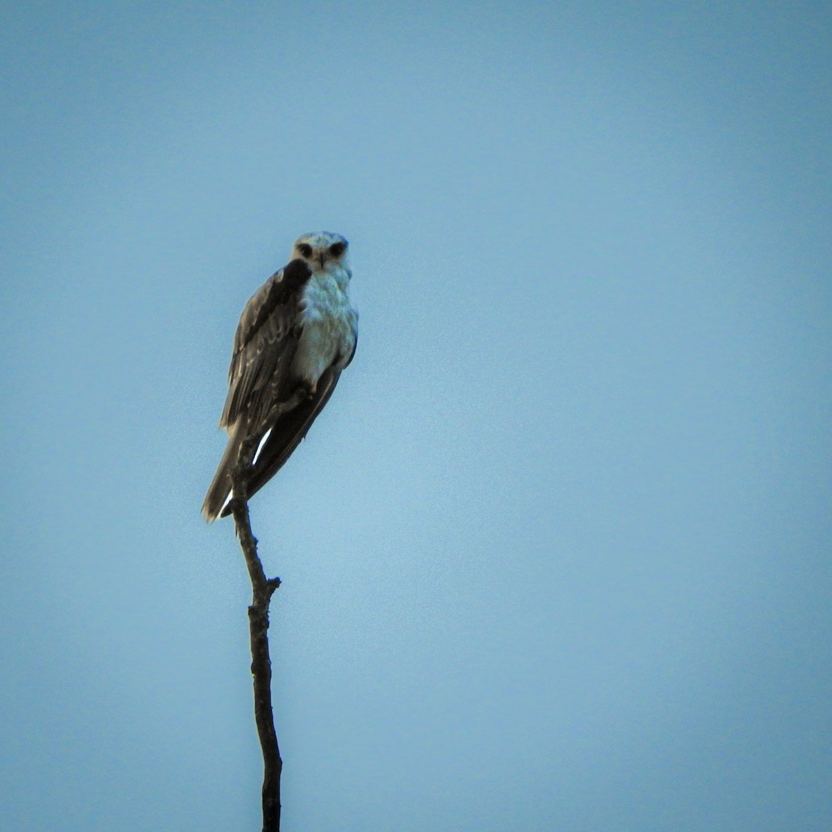 White-tailed Kite - ML624222480