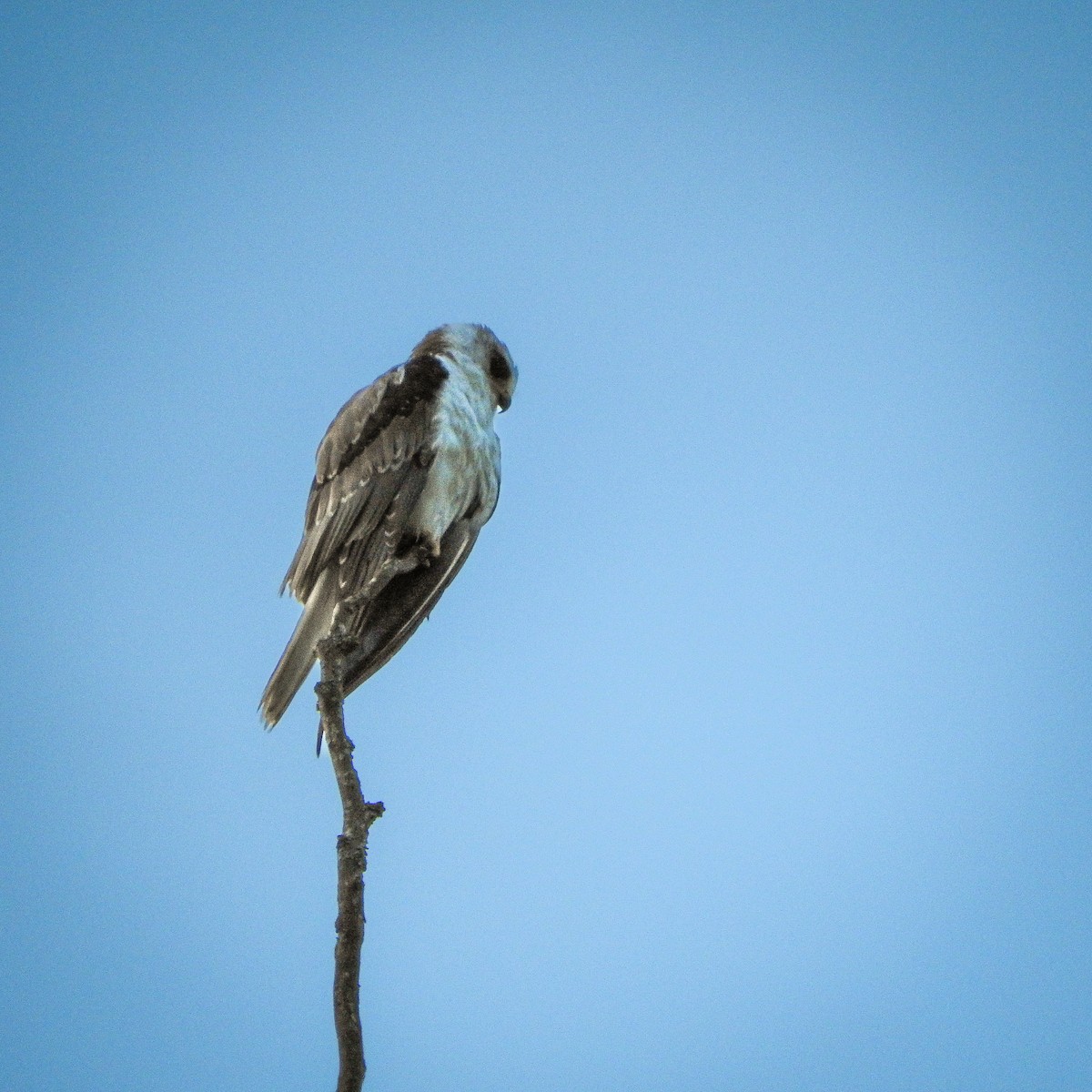 White-tailed Kite - ML624222481