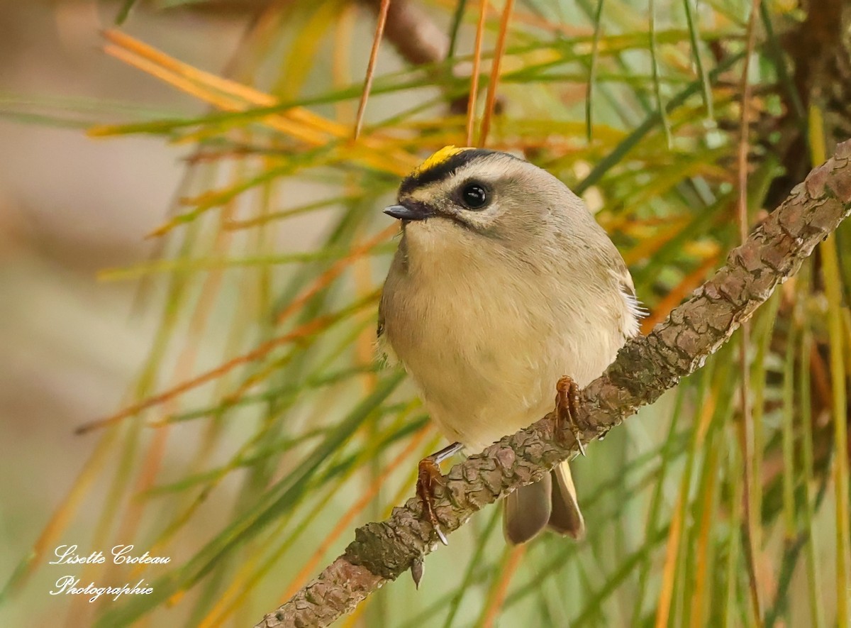 Golden-crowned Kinglet - ML624222482