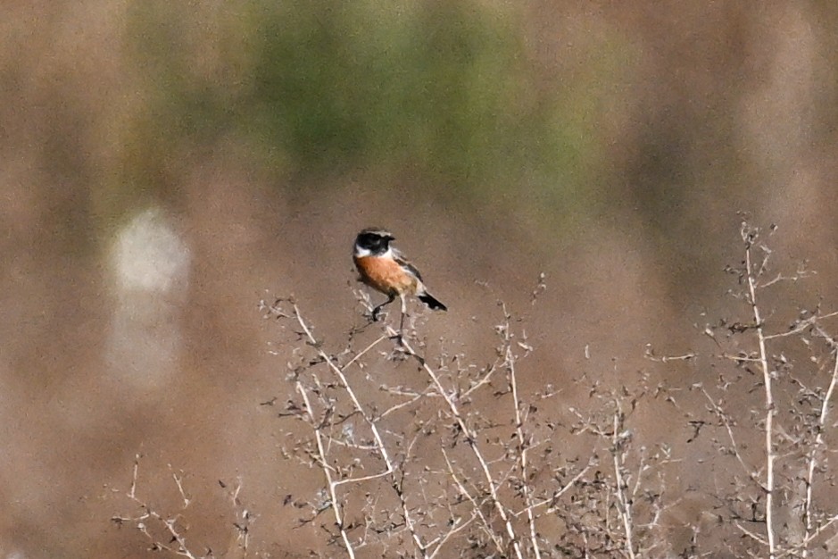 European Stonechat - ML624222483