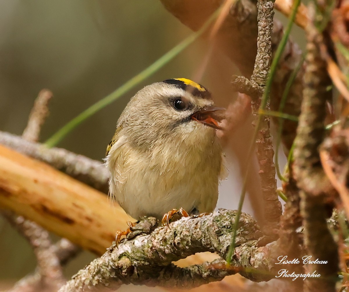 Golden-crowned Kinglet - ML624222487